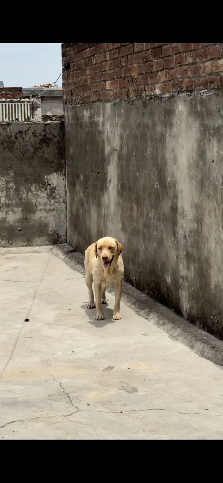 Labradorfemale — photo 2