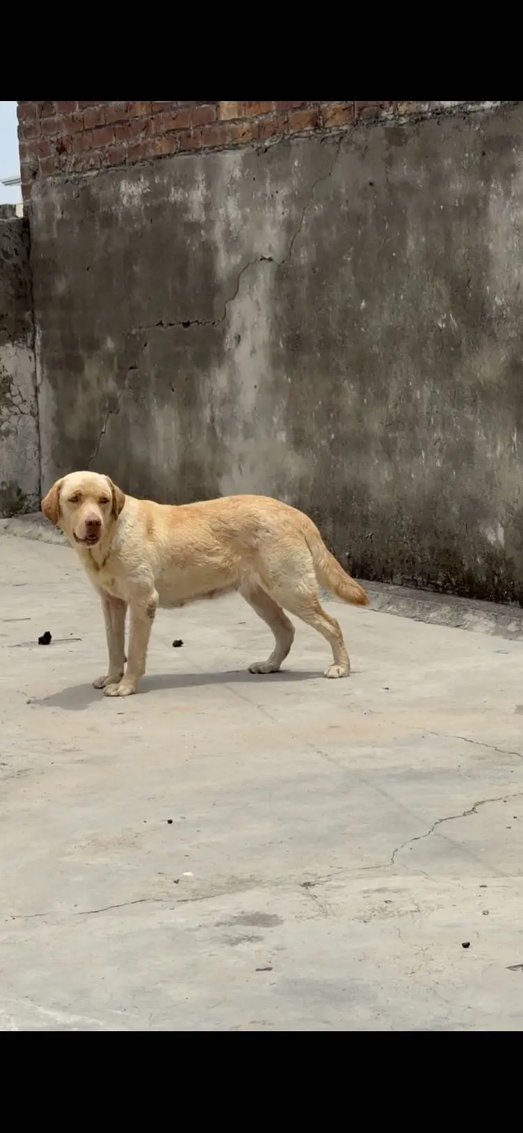 Labradorfemale — photo 3