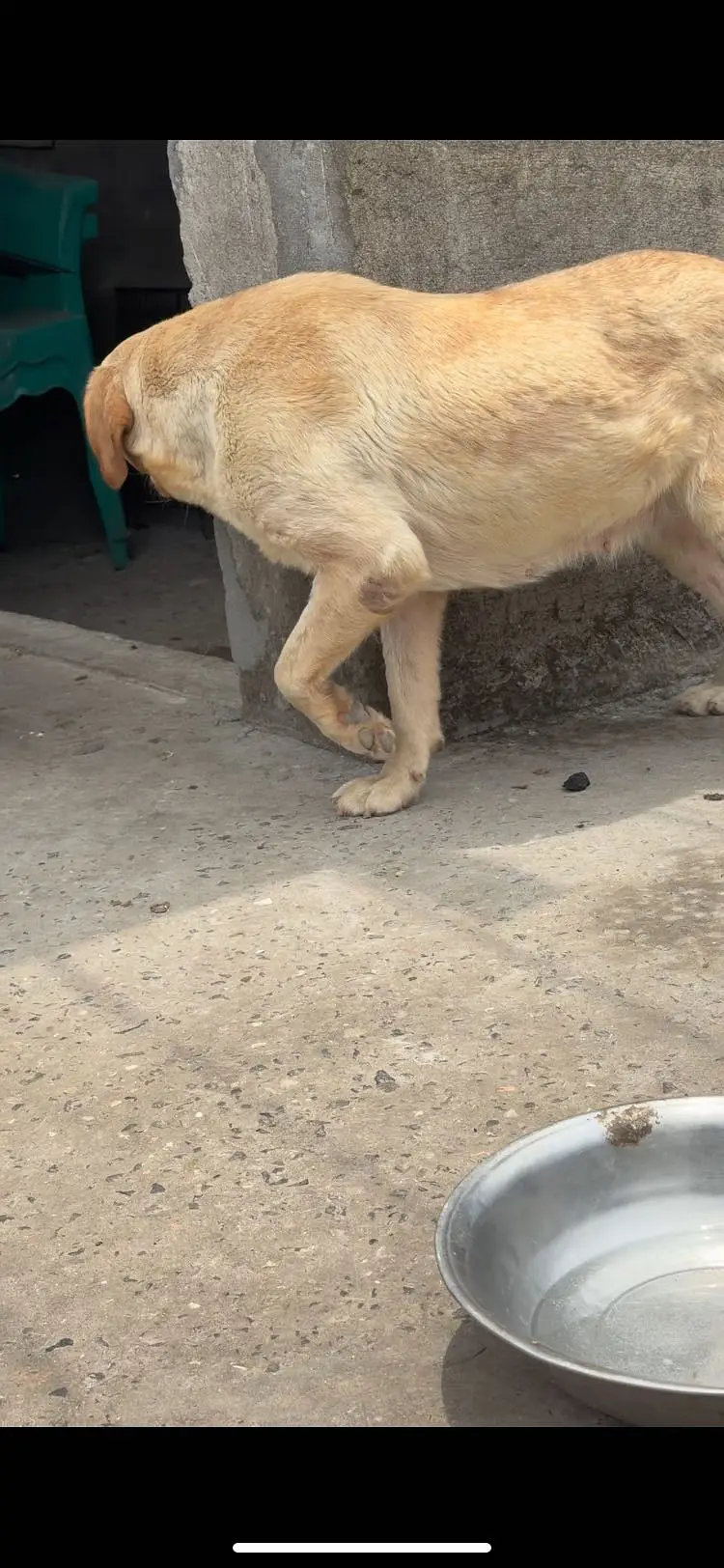 Labradorfemale — photo 4