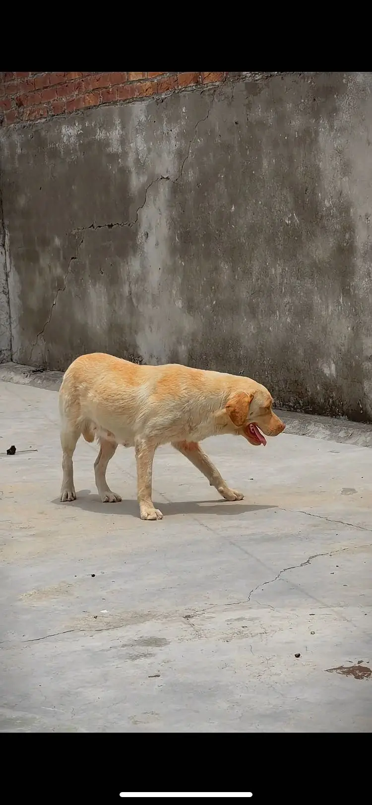 Labradorfemale — photo 5