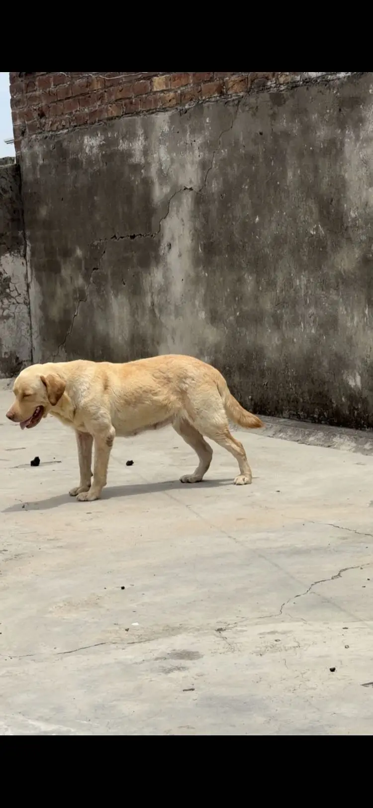 Labradorfemale — photo 6