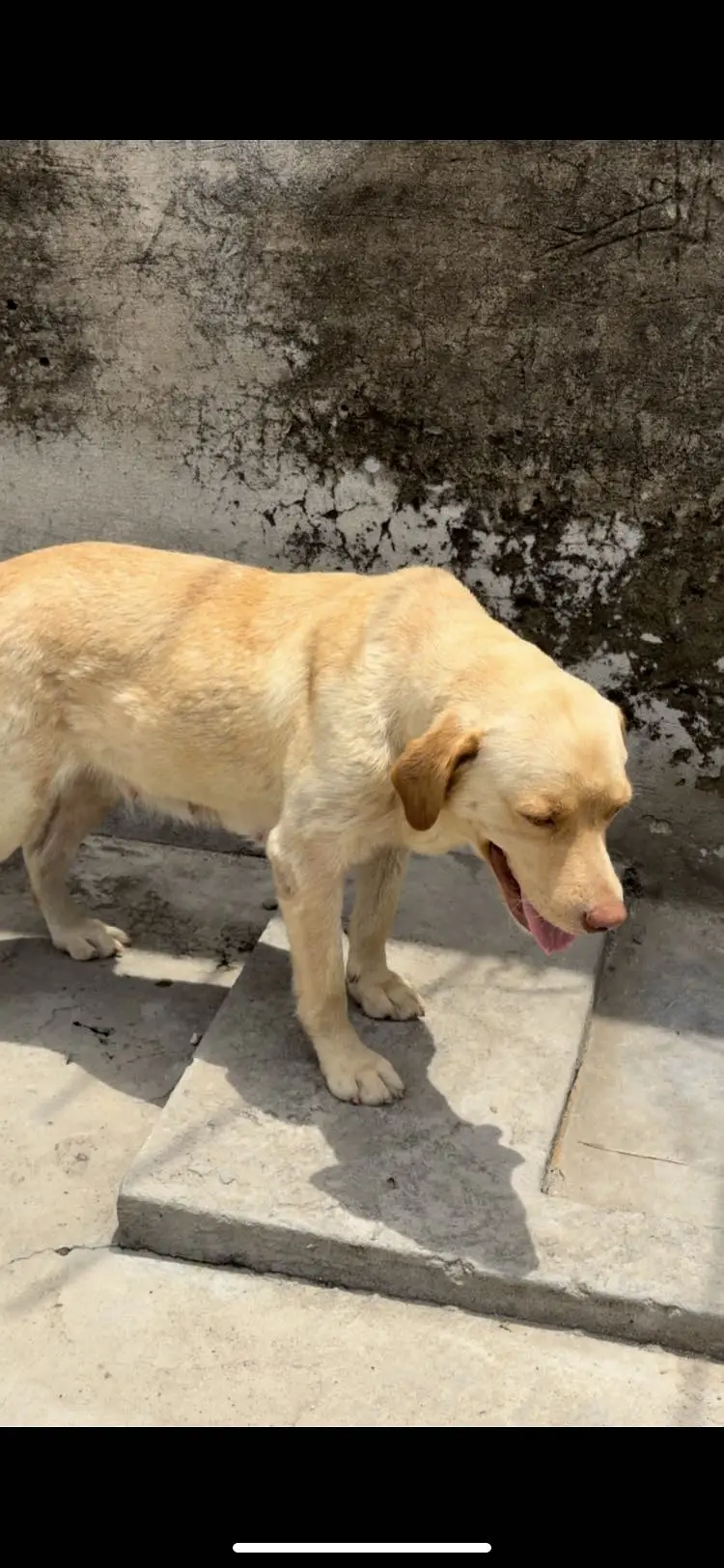 Labradorfemale — photo 7
