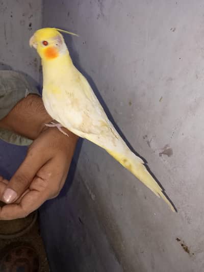 Cocktail Hand tame