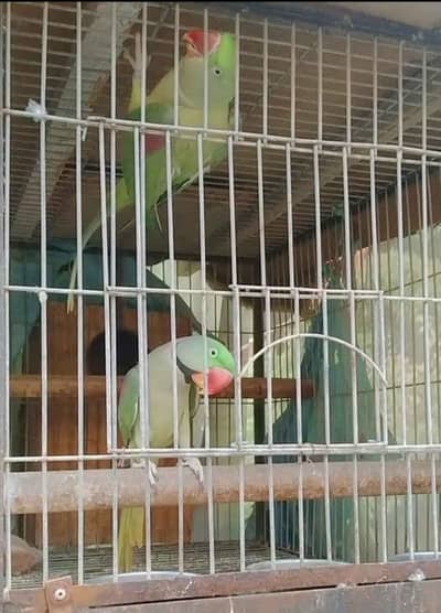 Yellow Ringneck and Pahari Breeder Pairs