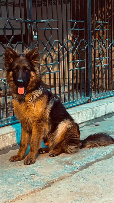 DOG name  (ALEX)