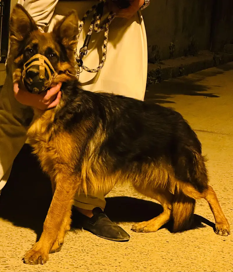 DOG name  (ALEX) — photo 2