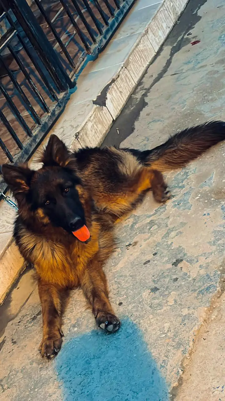 DOG name  (ALEX) — photo 3