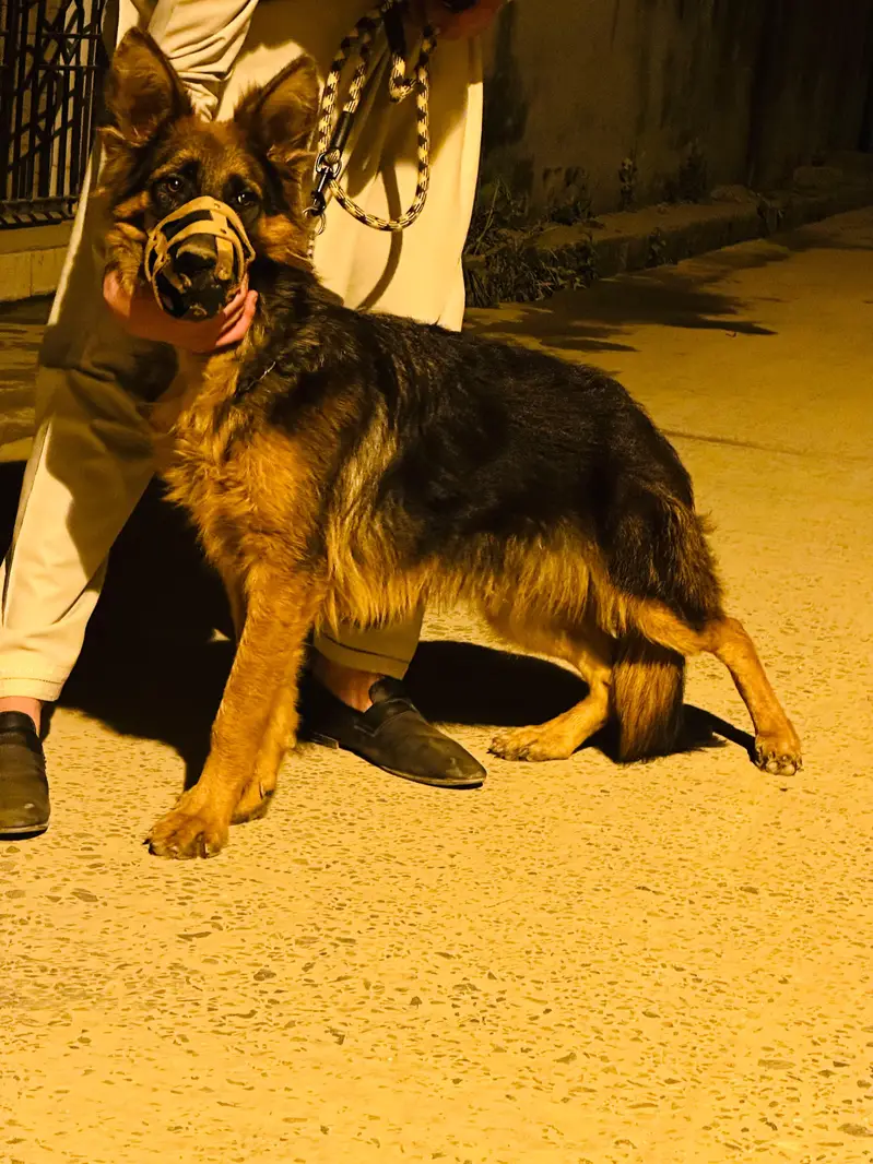 DOG name  (ALEX) — photo 4