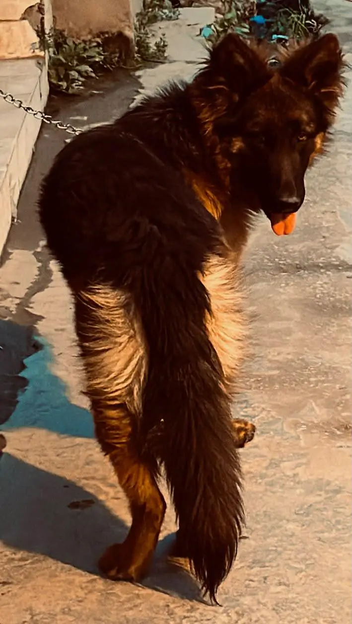 DOG name  (ALEX) — photo 5