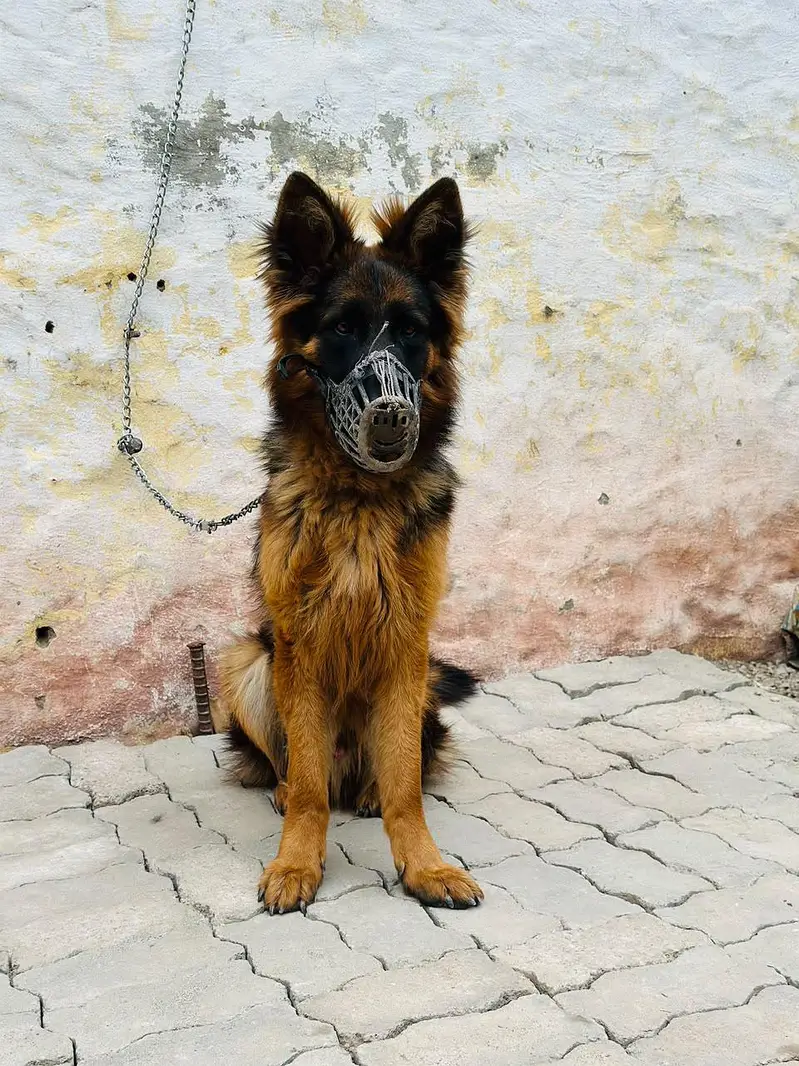 DOG name  (ALEX) — photo 6