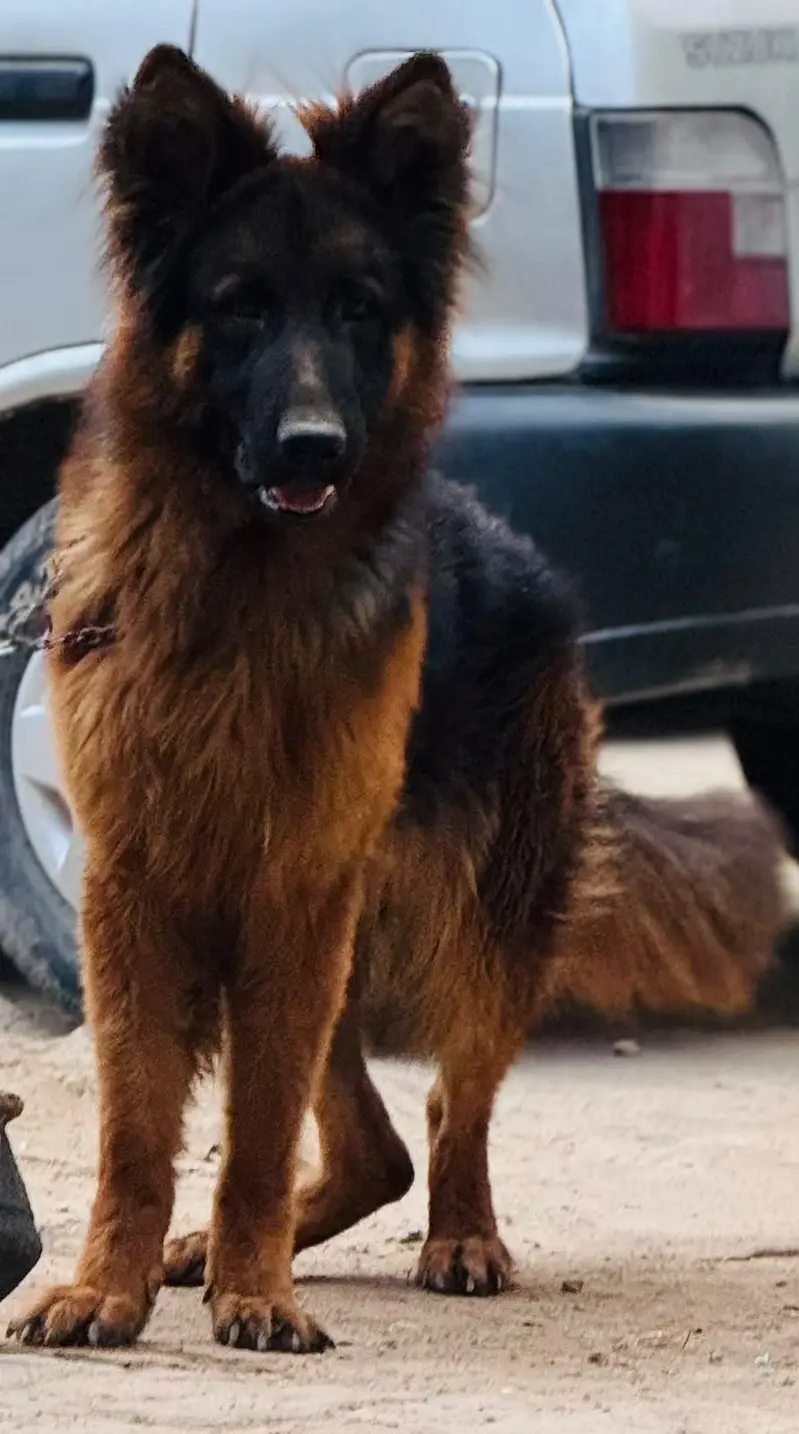DOG name  (ALEX) — photo 7