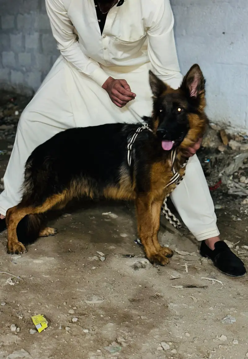 DOG name  (ALEX) — photo 8