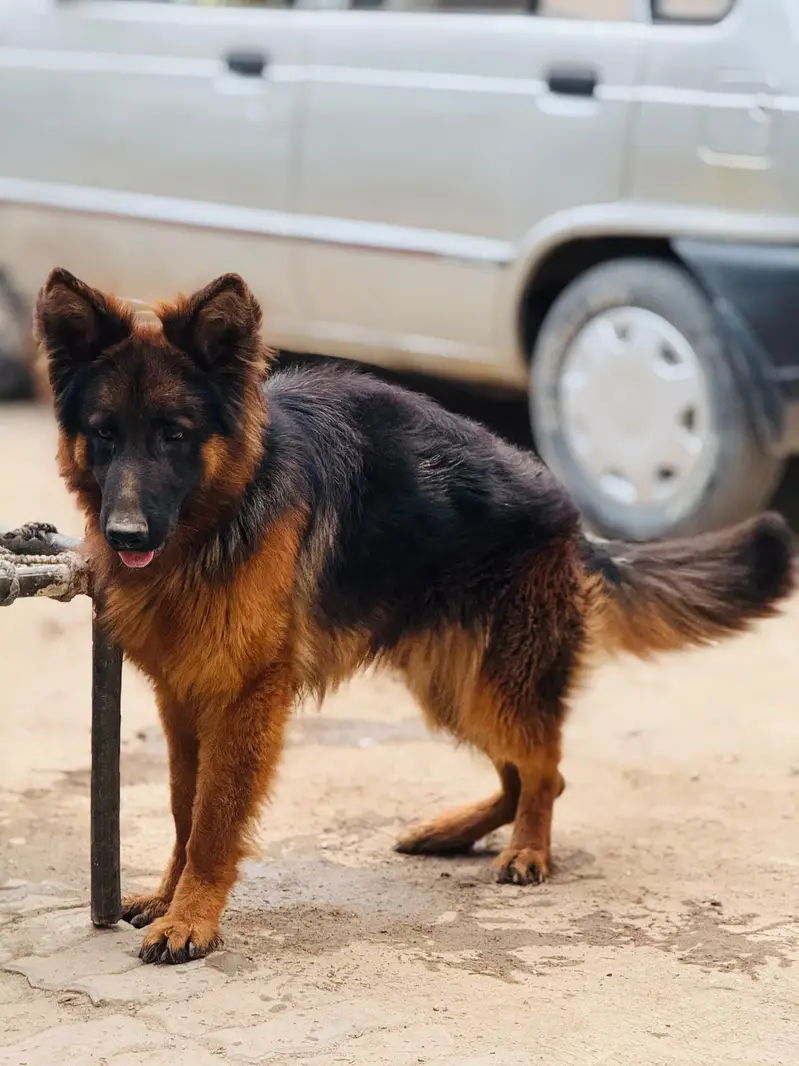 DOG name  (ALEX) — photo 9