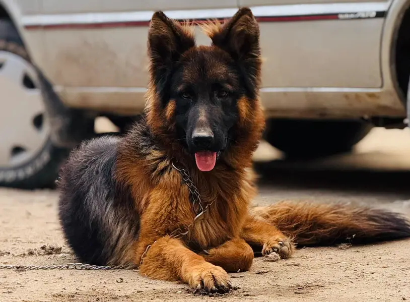 DOG name  (ALEX) — photo 10