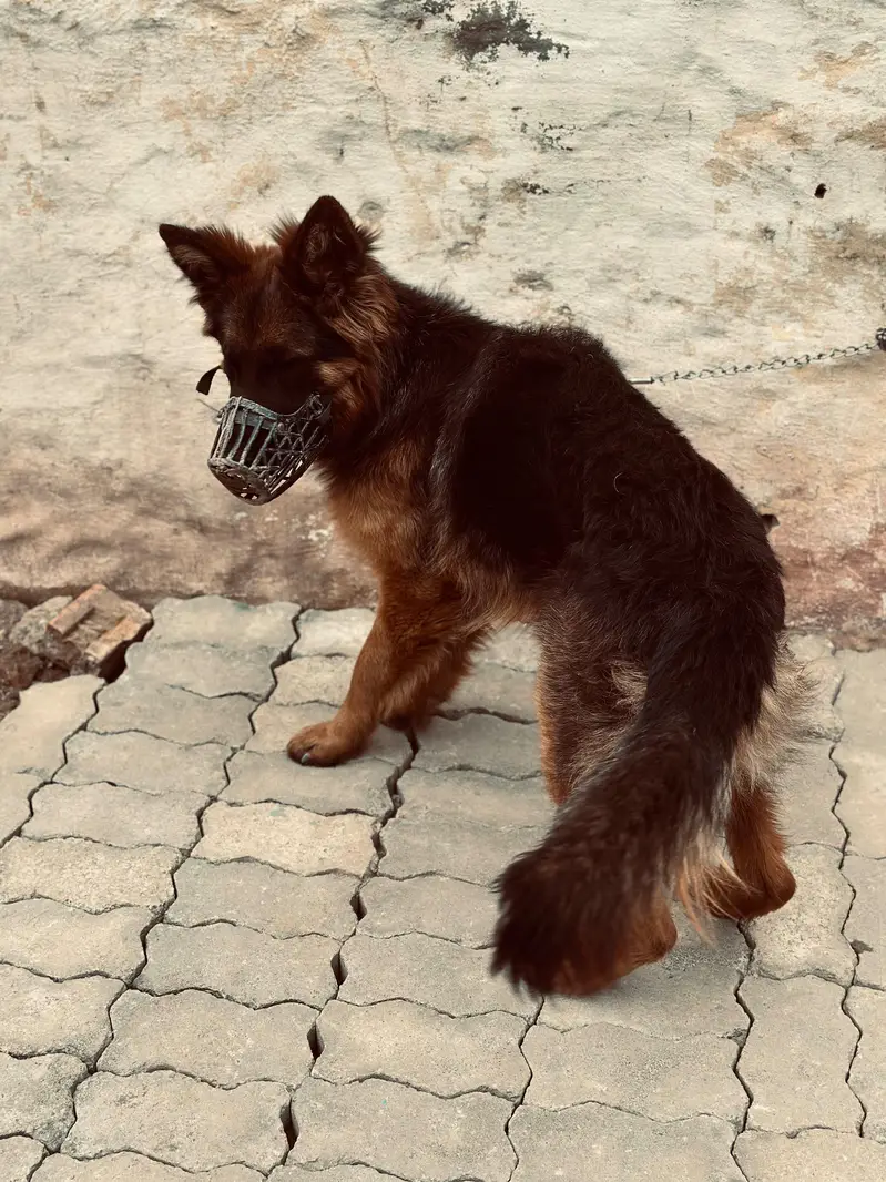 DOG name  (ALEX) — photo 11