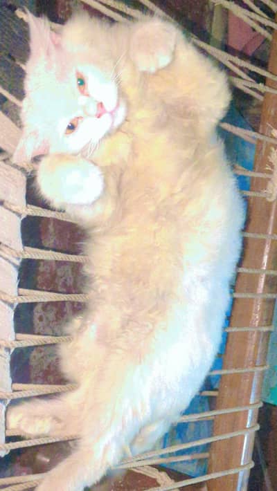 Pure white Persian cat male  age 4 months