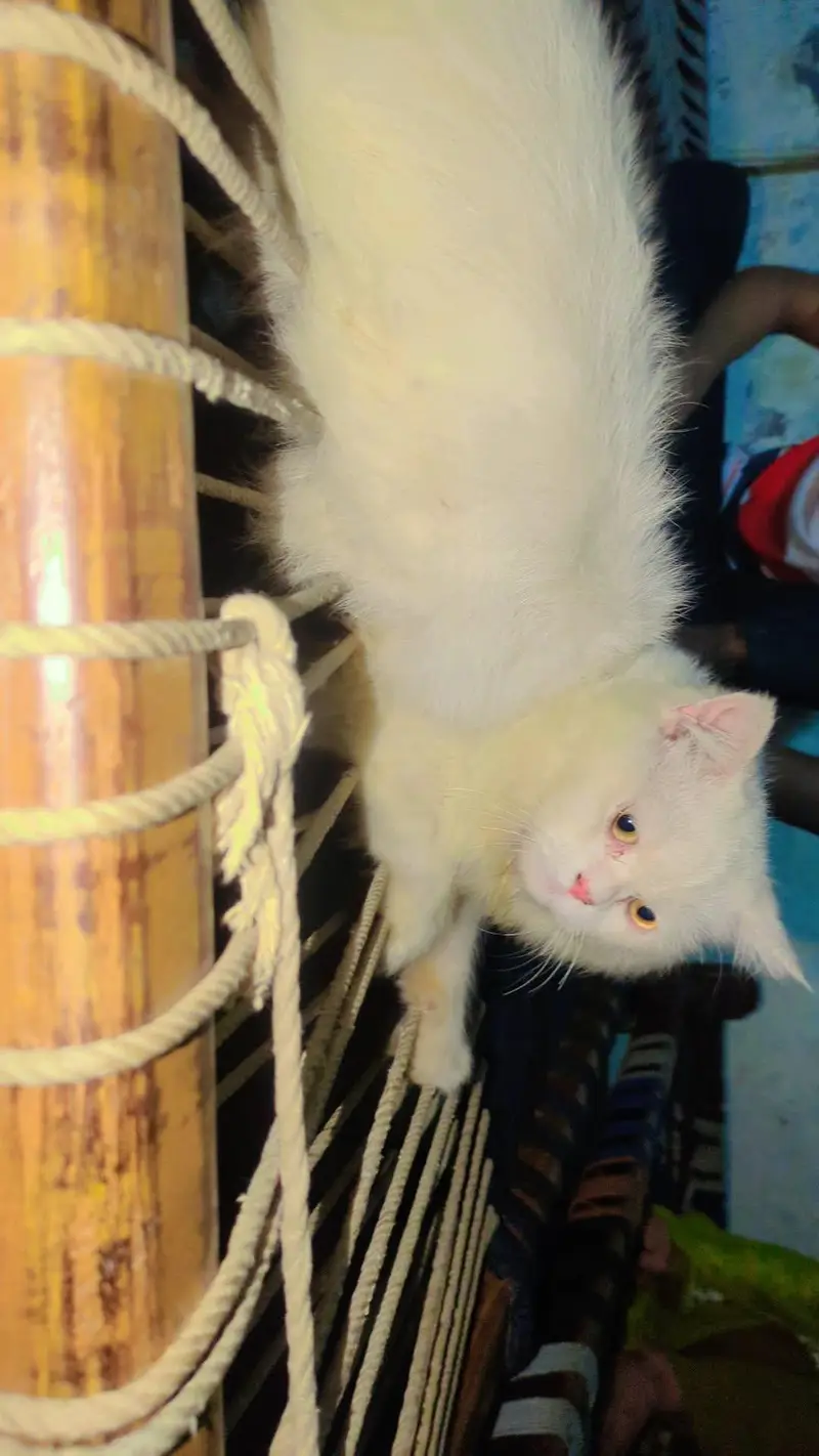 Pure white Persian cat male  age 4 months — photo 2