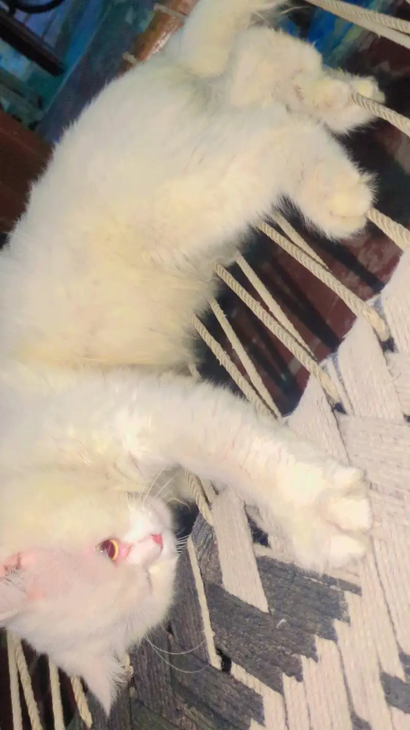 Pure white Persian cat male  age 4 months — photo 3
