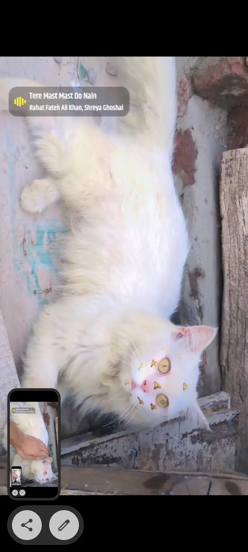Pure white Persian cat male  age 4 months — photo 4