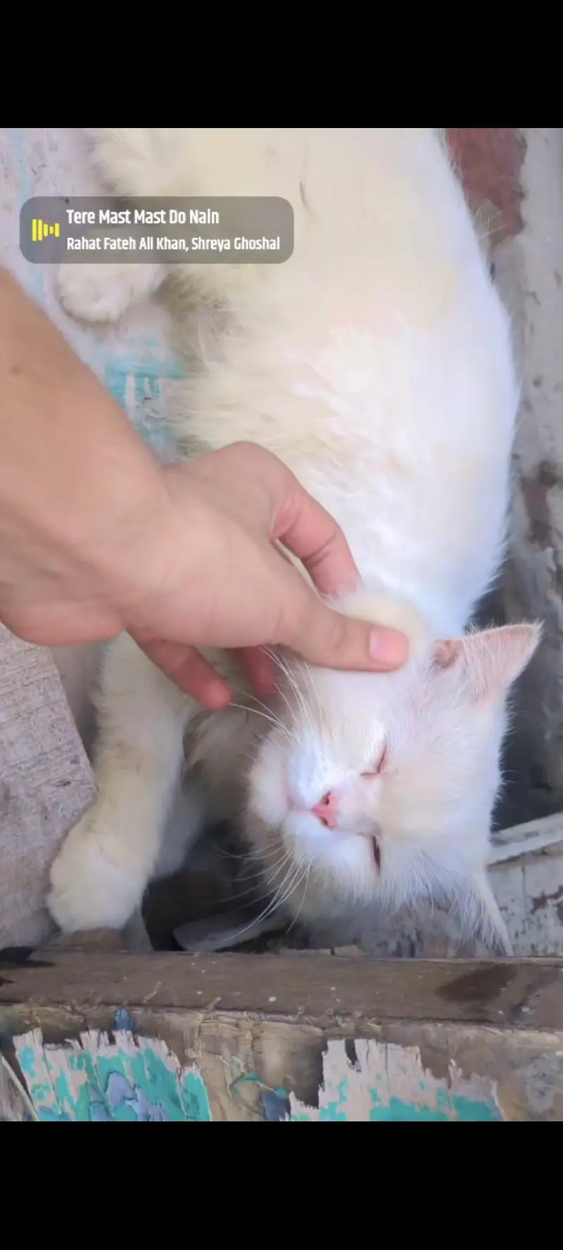 Pure white Persian cat male  age 4 months — photo 6
