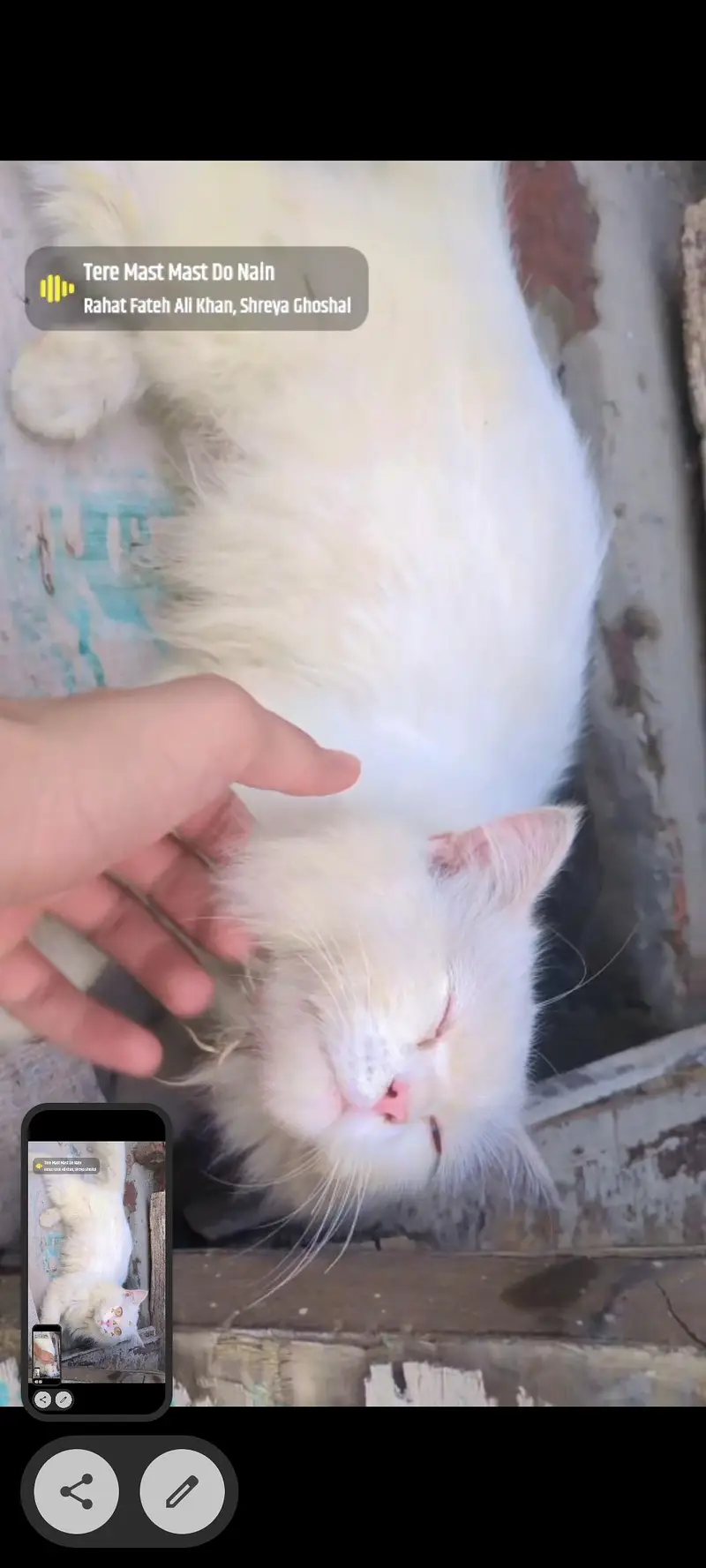 Pure white Persian cat male  age 4 months — photo 7