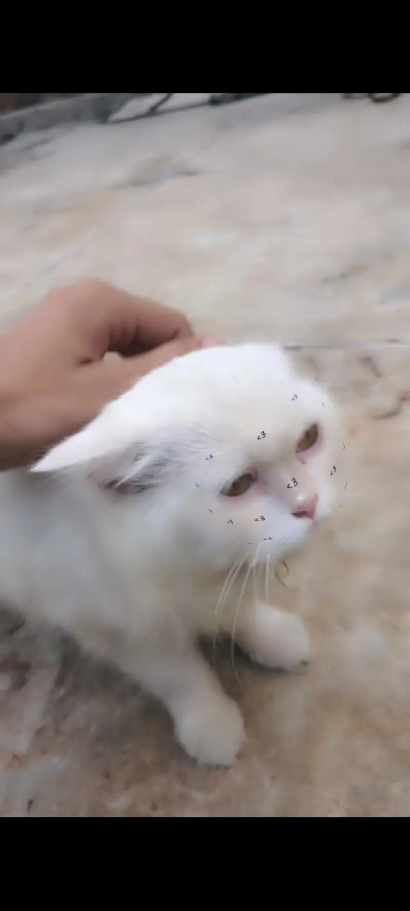 Pure white Persian cat male  age 4 months — photo 8