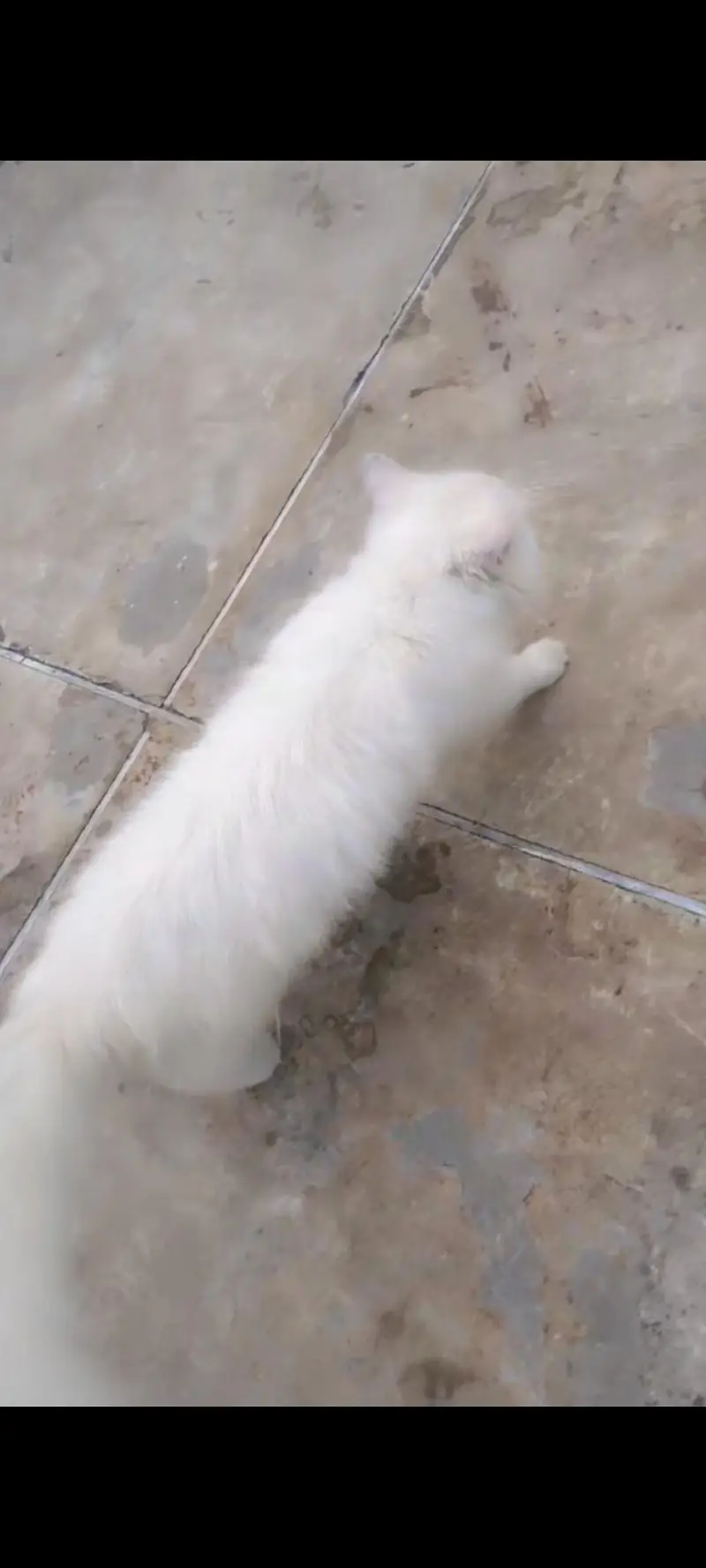 Pure white Persian cat male  age 4 months — photo 9