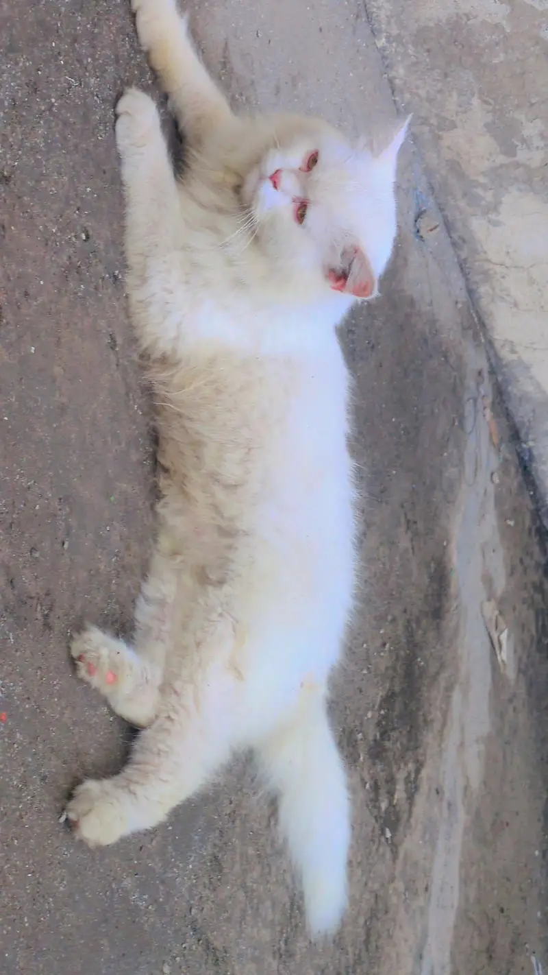 Pure white Persian cat male  age 4 months — photo 10