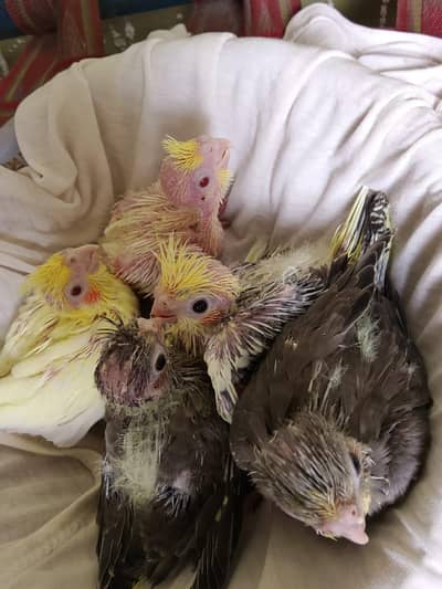 cokaltiel chiks for hand taim par pas