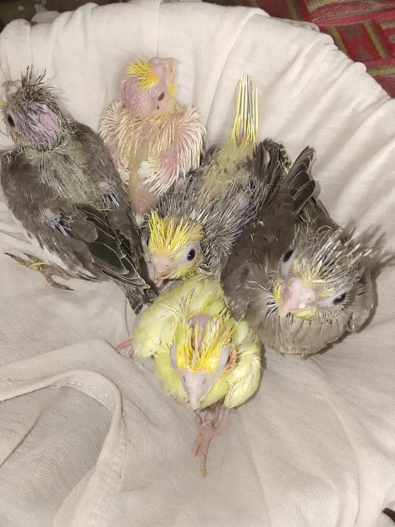 cokaltiel chiks for hand taim par pas — photo 2