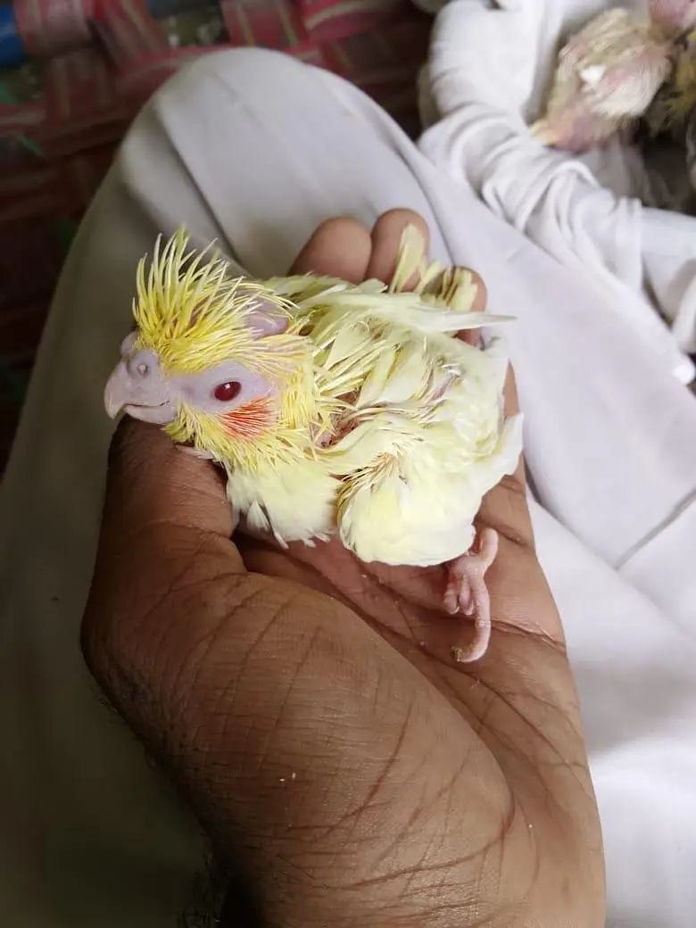 cokaltiel chiks for hand taim par pas — photo 3