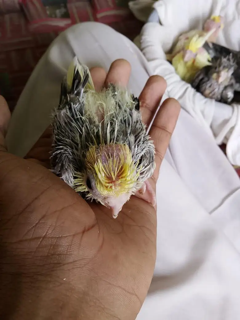 cokaltiel chiks for hand taim par pas — photo 4