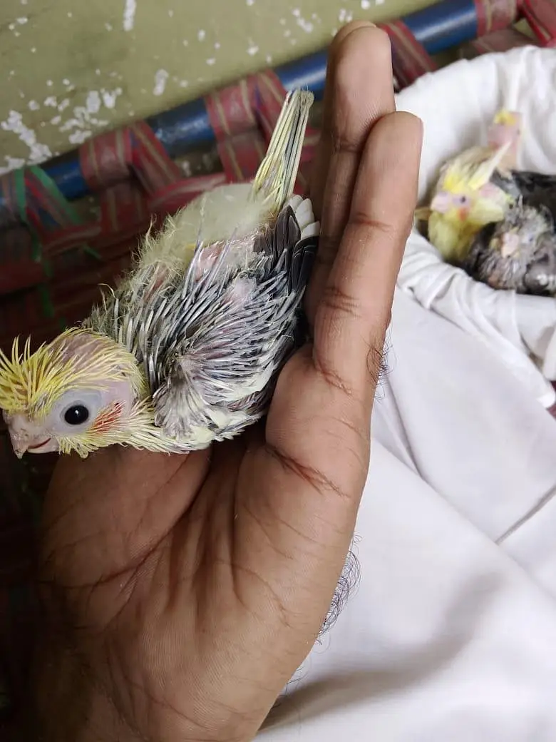 cokaltiel chiks for hand taim par pas — photo 5