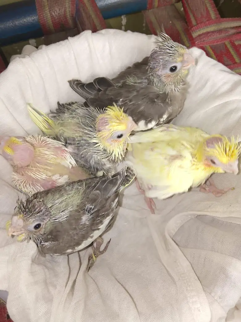 cokaltiel chiks for hand taim par pas — photo 6