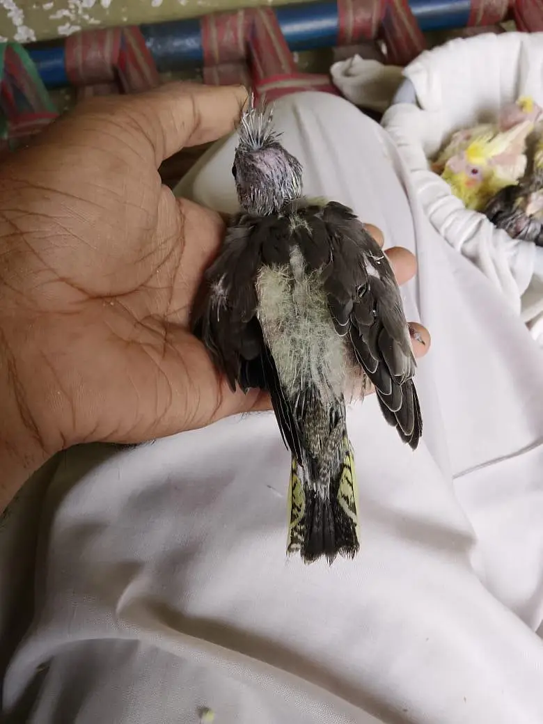 cokaltiel chiks for hand taim par pas — photo 7
