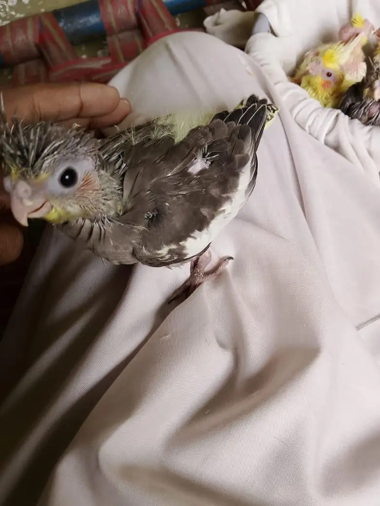 cokaltiel chiks for hand taim par pas — photo 8