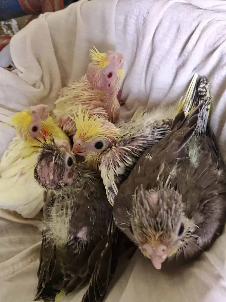 cokaltiel chiks for hand taim par pas — photo 9
