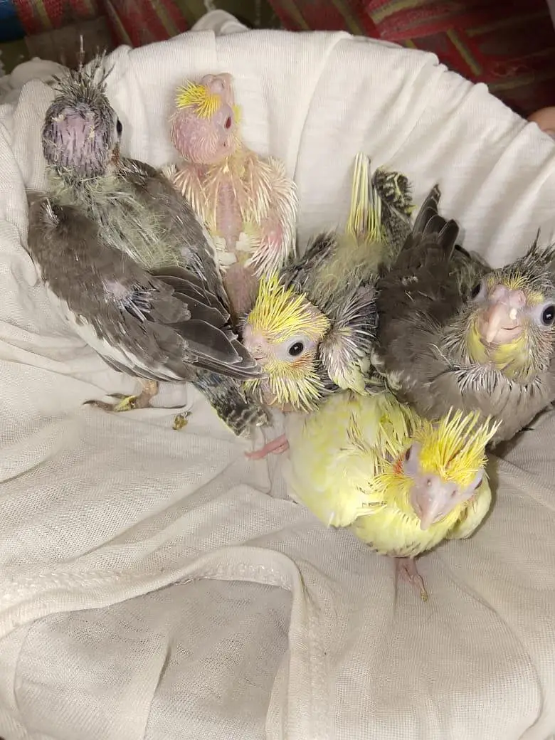 cokaltiel chiks for hand taim par pas — photo 10