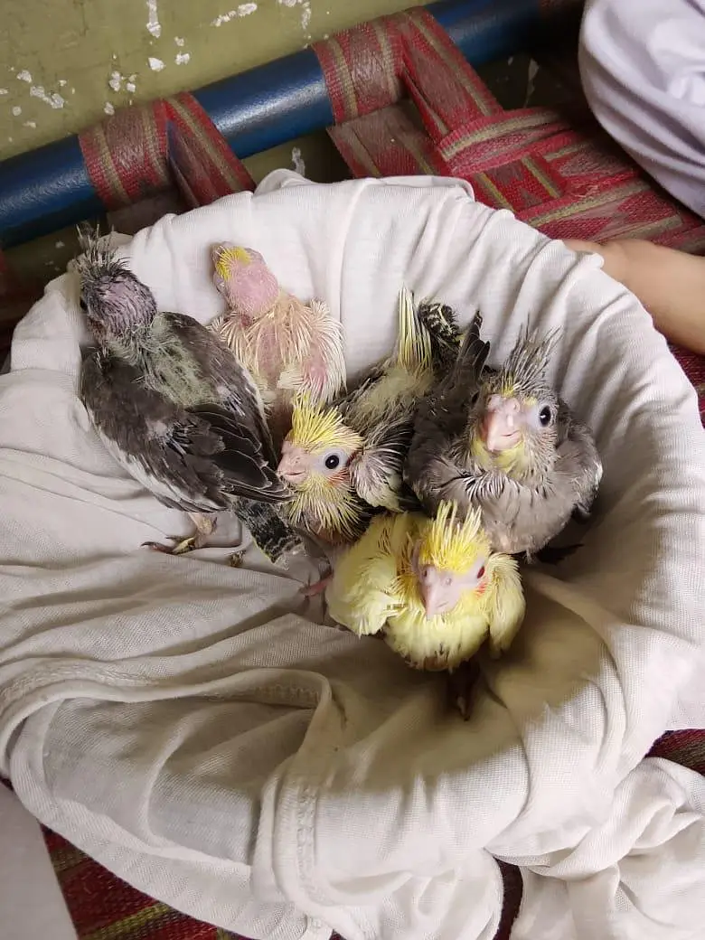 cokaltiel chiks for hand taim par pas — photo 11
