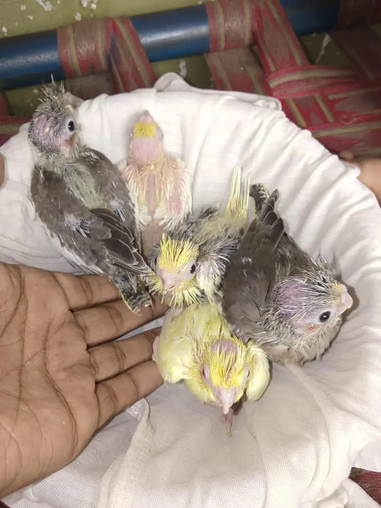 cokaltiel chiks for hand taim par pas — photo 12