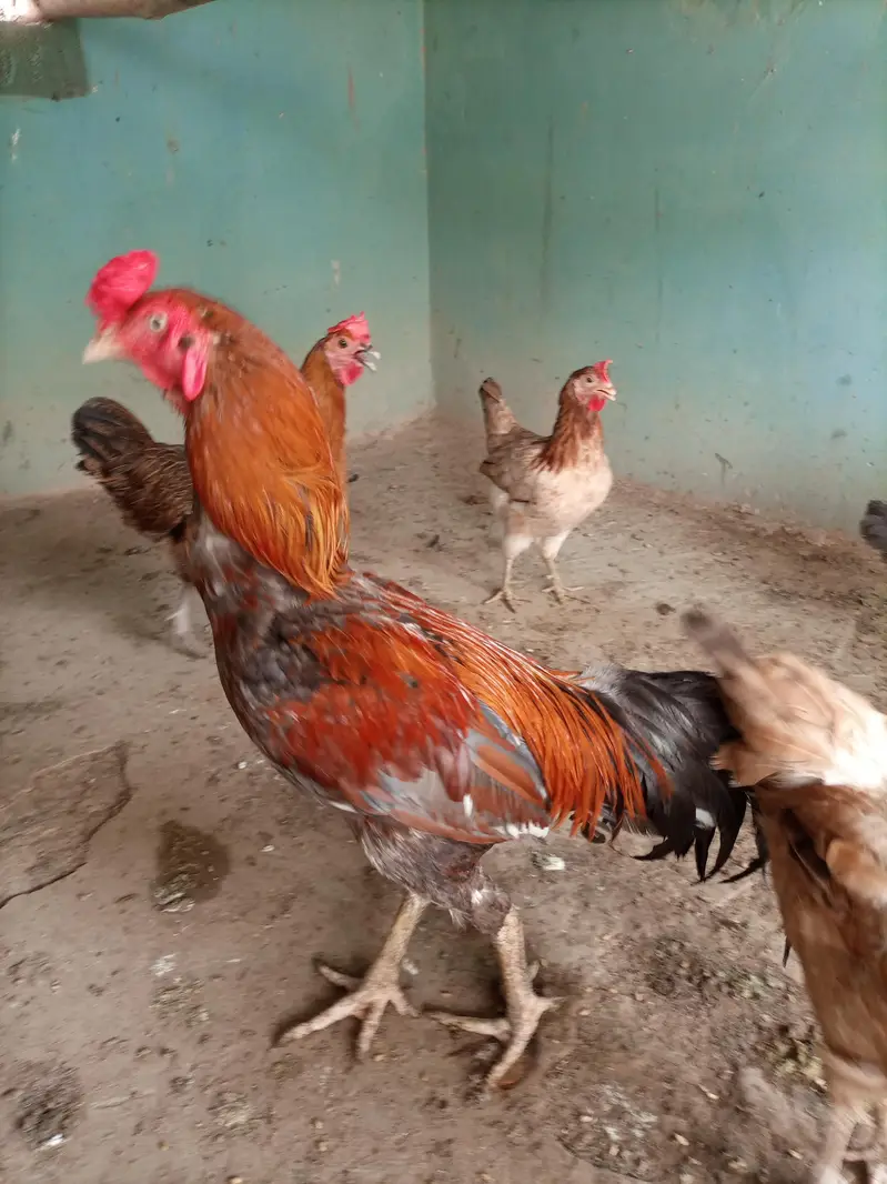 Aseel breedar — photo 2