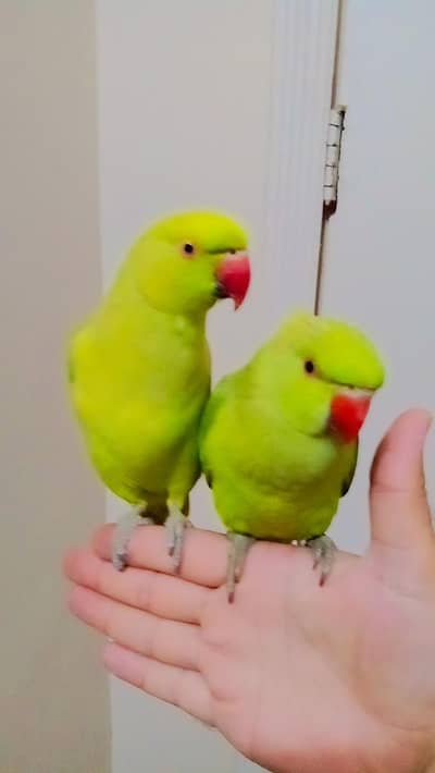 Single 6000 Pair 12000 Green ringneck parrots handtame Male/Female