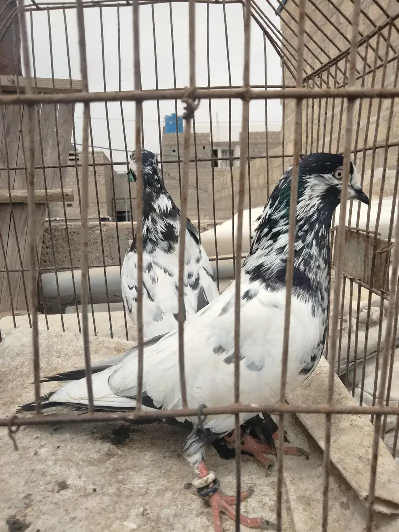 Quality piar — photo 4