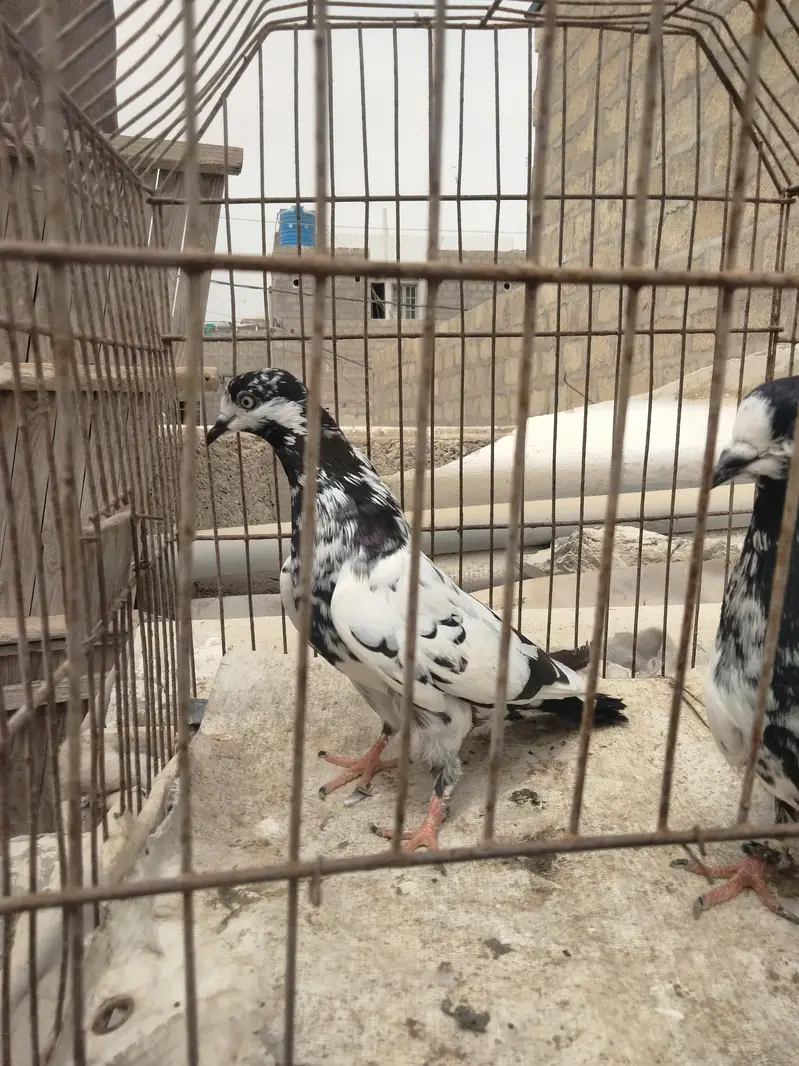 Quality piar — photo 6
