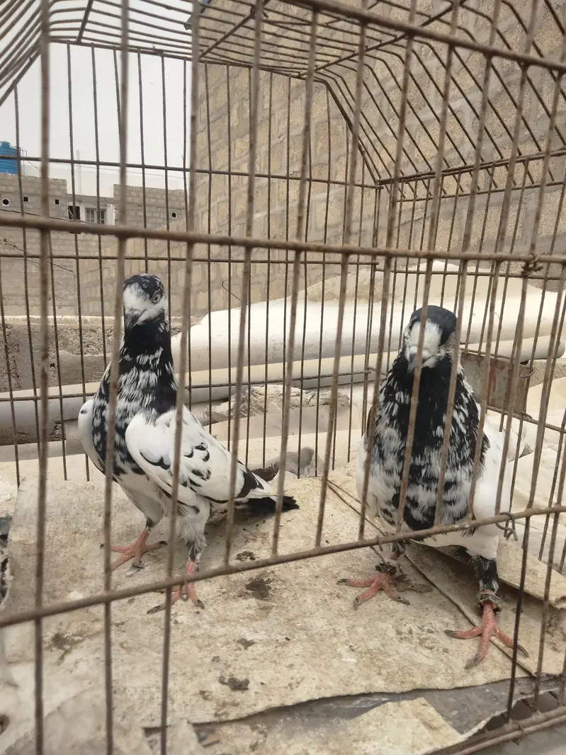 Quality piar — photo 7