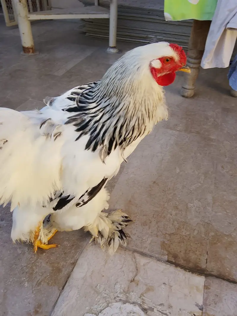 light brahma males and females available for sale — photo 6