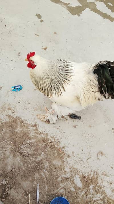 light brahma males and females available for sale