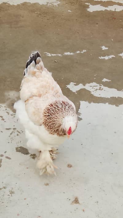 light brahma males and females available for sale