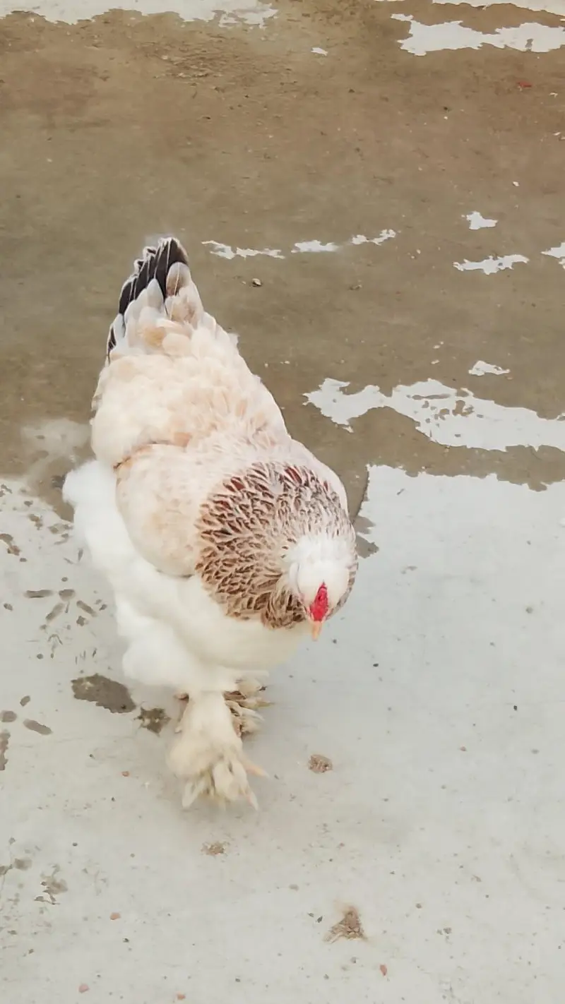 light brahma males and females available for sale — photo 7