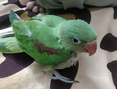 raw parrot chick